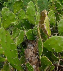 800px-Opuntia_monacantha