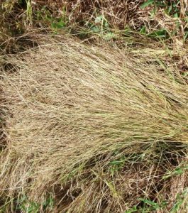 Digitaria exilis