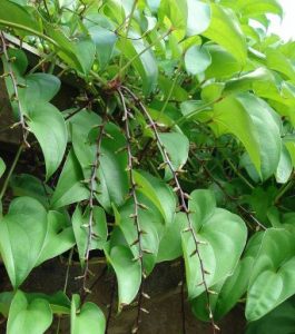 Dioscorea alata