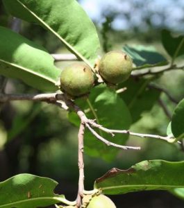 Diospyros mespiliformis
