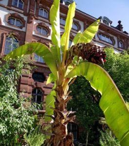 Ensete ventricosum