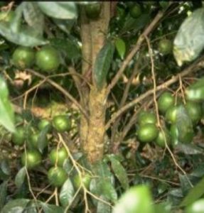 Irvingia gabonensis
