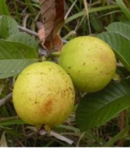 Psidium guajava