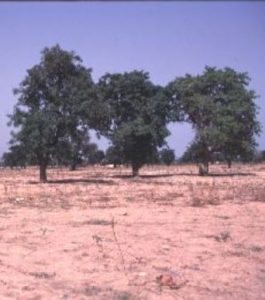 Vitellaria paradoxa